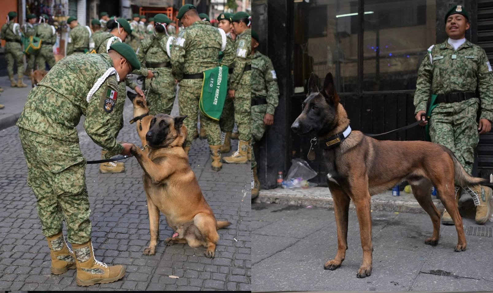 Los canes K9 del Ejército Mexicano también desfilaron en el 215 Aniversario de la Independencia de México