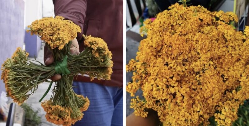 ¿Ya pusiste tu cruz de pericón? ¡El diablo anda suelto!