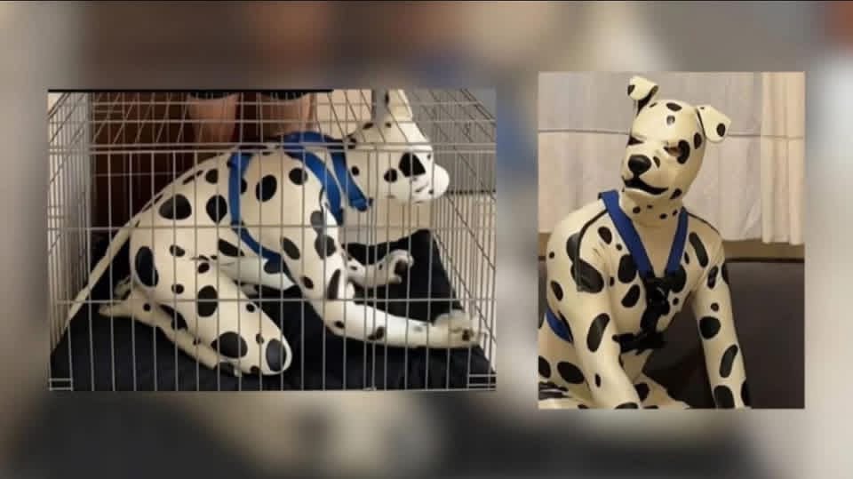 ¡»Therian” en adopción! Este es el caso de Pablo, un “dálmata acuarela” que busca dueño en México