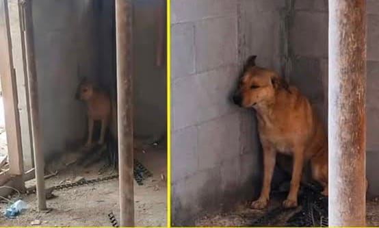 Perrito se esconde aterrorizado mientras suenan sirenas en Cisjordania