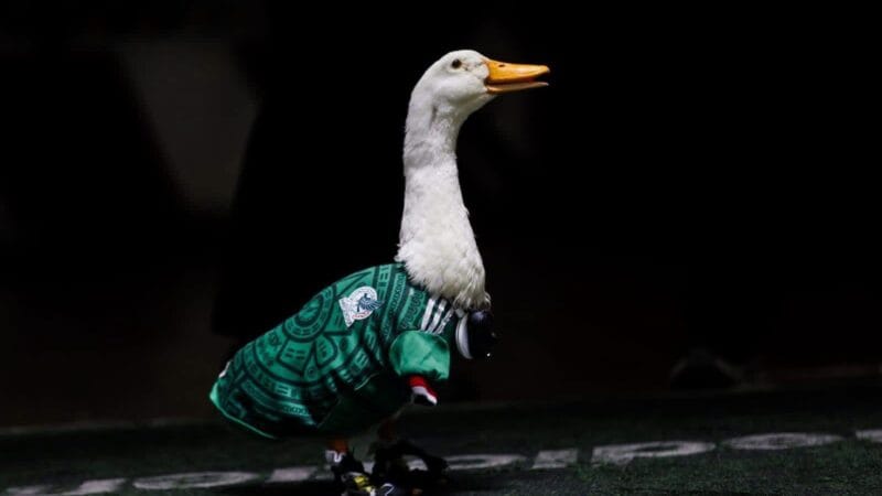 Merlín, el pato viral del Mundial, invitado especial en la conferencia “La Mañanera” con Claudia Sheinbaum