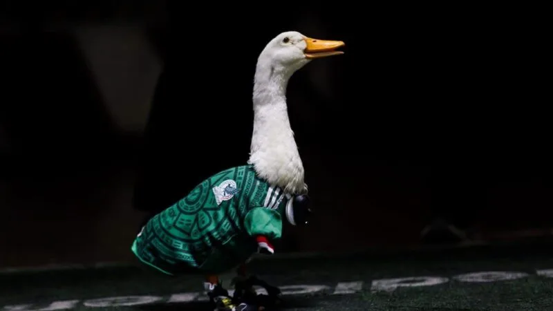 Merlín, el pato viral del Mundial, invitado especial en la conferencia “La Mañanera” con Claudia Sheinbaum