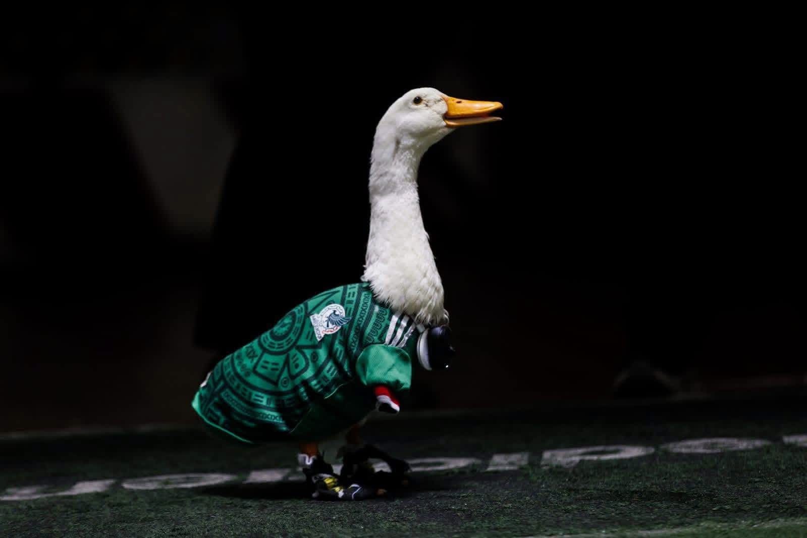 Merlín, el pato viral del Mundial, invitado especial en la conferencia “La Mañanera” con Claudia Sheinbaum