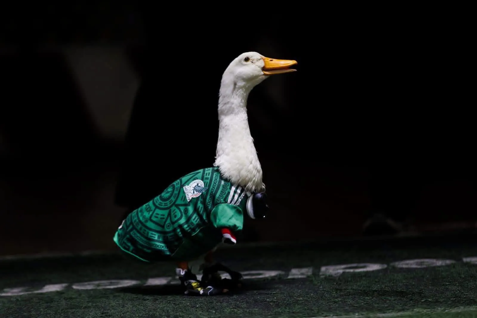 Merlín, el pato viral del Mundial, invitado especial en la conferencia “La Mañanera” con Claudia Sheinbaum