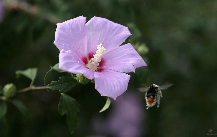 Mugunghwa: la hermosa flor nacional de Corea del Sur