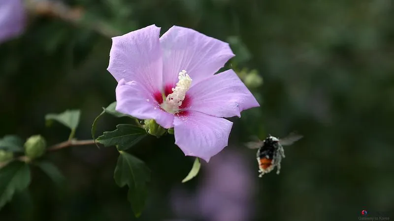 Mugunghwa: la hermosa flor nacional de Corea del Sur