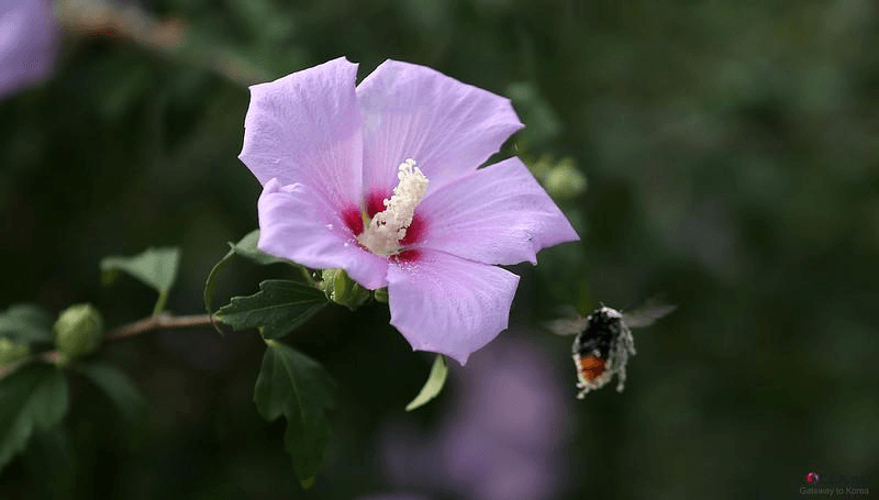 Mugunghwa: la hermosa flor nacional de Corea del Sur